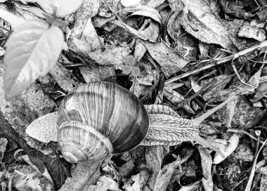 Islak yolda sürünen kabuklu büyük bahçe salyangozu çabuk eve gel, salyangoz Helix, vücudu korumak için sarmalanmış lezzetli yiyeceklerden oluşur, balçık kabuklu doğal hayvan salyangozu, besleyici krema yapar.