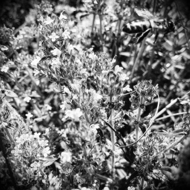 Kanatlı arı yavaşça bitkiye uçar, çiçekten özel arı kovanına bal için nektar toplar, güzel çiçeklerden oluşan bal tokası, arıların bacaklarında sarı polen, tatlı bal nektarı.