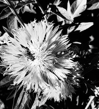 Kanatlı arı yavaşça bitkiye uçar, çiçekten özel arı kovanına bal için nektar toplar, güzel çiçeklerden oluşan bal tokası, arıların bacaklarında sarı polen, tatlı bal nektarı.