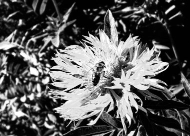 Kanatlı arı yavaşça bitkiye uçar, çiçekten özel arı kovanına bal için nektar toplar, güzel çiçeklerden oluşan bal tokası, arıların bacaklarında sarı polen, tatlı bal nektarı.