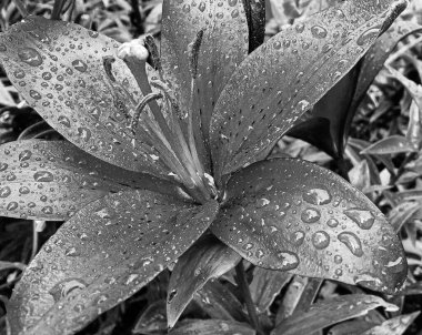 Nilüfer çiçekleri bahçede doğal yapraklarla çiçek açıyor, kır bahçesine çiçek açan kır çiçekleri, büyük sokak bahçesinde çiçek açan kır çiçekleri.