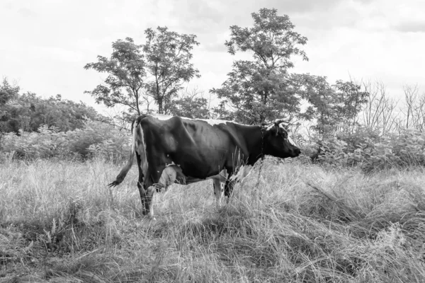 Photography Theme Beautiful Big Milk Cow Grazes Green Meadow Blue — Stock Photo, Image