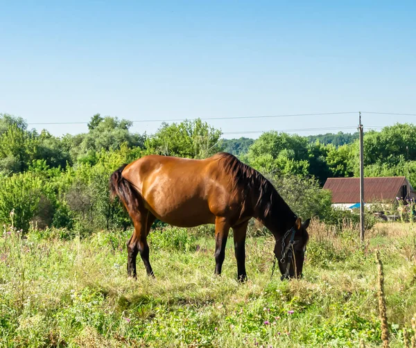 Beau Cheval Brun Sauvage Étalon Sur Prairie Fleurs Été Cheval — Photo