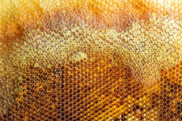 Gota Miel Abeja Goteo Panales Hexagonales Llenos Néctar Dorado Panales — Foto de Stock