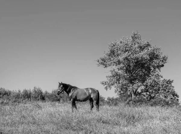 Όμορφο Άγριο Καφέ Άλογο Επιβήτορα Στο Θερινό Λιβάδι Λουλούδι Ιπποειδή — Φωτογραφία Αρχείου