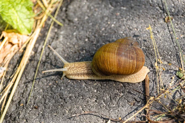 Große Gartenschnecke Schneckenhaus Kriecht Auf Nasser Straße Hastig Nach Hause — Stockfoto