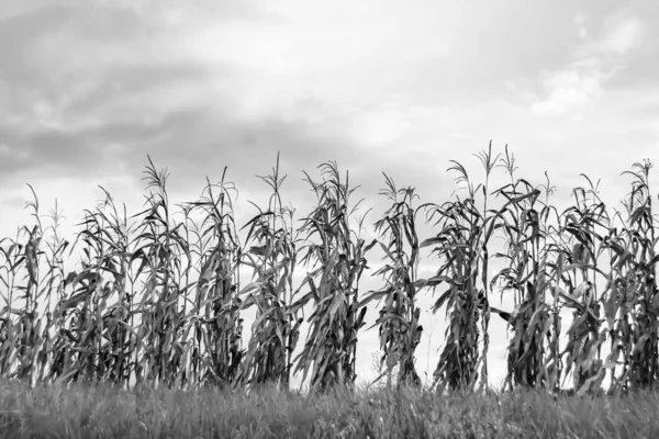 Photography Theme Large Beautiful Harvest Corn Maize Field Natural Leaves — Stock Photo, Image