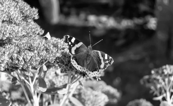 Photography Theme Beautiful Black Butterfly Monarch Meadow Flower Photo Consisting — Zdjęcie stockowe