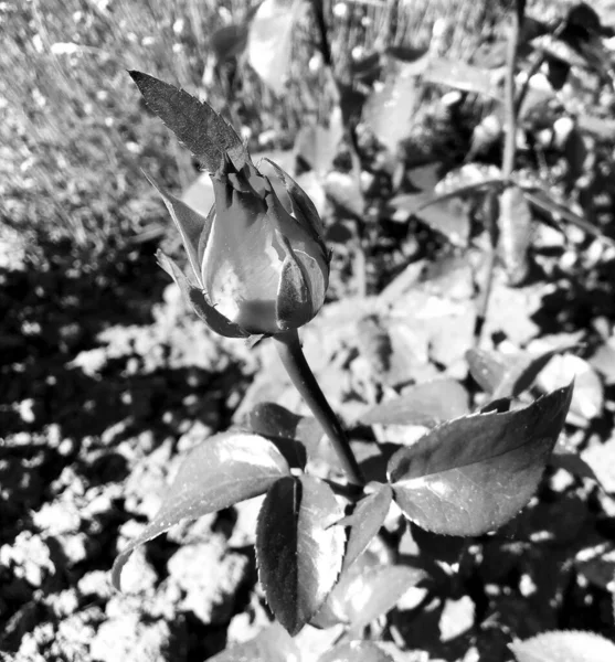 Strauß Wildblumen Stachelige Rose Blüht Garten Mit Natürlichen Blättern Strauß — Stockfoto