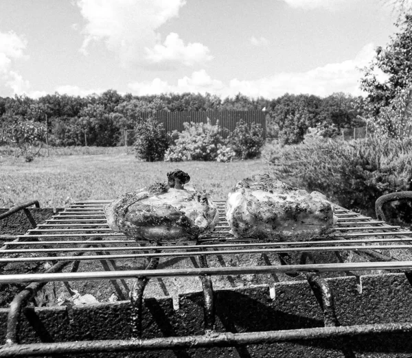 Fotografie Téma Krásné Grilované Kuřecí Maso Pánvi Připravené Jídlu Fotografie — Stock fotografie