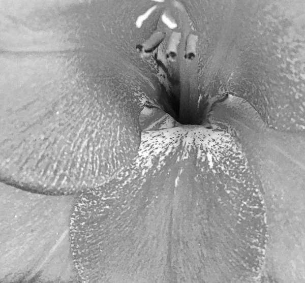 Kytice Divoké Květy Zblízka Kvetoucí Zahradě Přírodními Listy Krásné Kytice — Stock fotografie