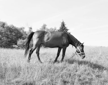 Güzel, kahverengi at, yaz aygırı, yeşil çimen yiyen at, ayakta duran uzun yeleli at, açık havada at atı, büyük at atları.