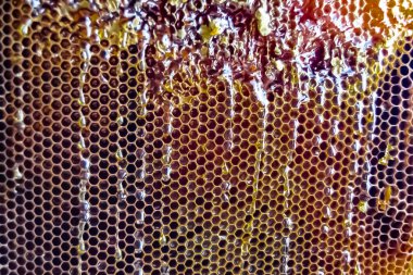 Altın nektarla dolu altıgen bal peteklerinden arı damlayan bal damlası, bal peteği yaz kompozisyonu doğal bal damlası, balmumu çerçeve arısına damlayan bal damlası, bal peteğine damlayan bal damlası