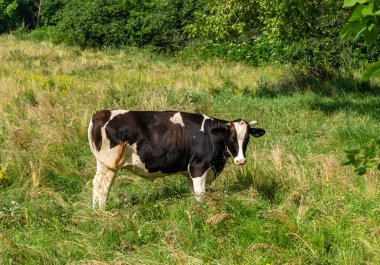 Tema üzerine fotoğraf. Güzel, büyük süt ineği mavi gökyüzünün altında yeşil çayırda otluyor. Uzun kuyruklu süt ineğinden oluşan fotoğraf çayırda saman yiyor. Lezzetli beyaz sıvı için otlaktaki süt ineği.