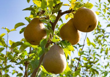 Tema üzerine fotoğraf: Temiz gökyüzünün altında doğal yaprakları olan güzel meyve dalı armut ağacı, kırsal alanda meyve dalı armut ağacı, büyük bahçedeki çiçek dalı armut ağacı.