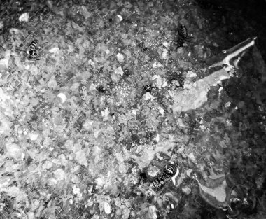 Altın nektarla dolu altıgen bal peteklerinden arı damlayan bal damlası, bal peteği yaz kompozisyonu doğal bal damlası, balmumu çerçeve arısına damlayan bal damlası, bal peteğine damlayan bal damlası