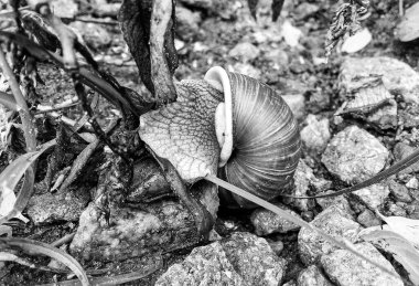 Islak yolda sürünen kabuklu büyük bahçe salyangozu çabuk eve gel, salyangoz Helix, vücudu korumak için sarmalanmış lezzetli yiyeceklerden oluşur, balçık kabuklu doğal hayvan salyangozu, besleyici krema yapar.