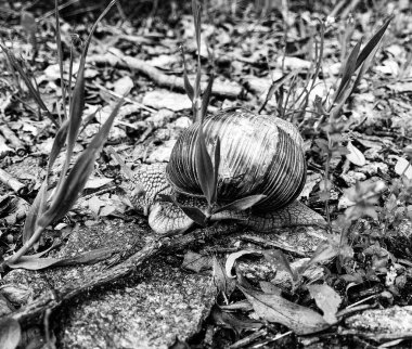 Islak yolda sürünen kabuklu büyük bahçe salyangozu çabuk eve gel, salyangoz Helix, vücudu korumak için sarmalanmış lezzetli yiyeceklerden oluşur, balçık kabuklu doğal hayvan salyangozu, besleyici krema yapar.