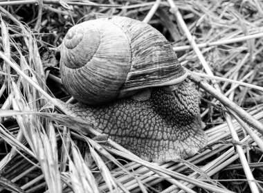 Islak yolda sürünen kabuklu büyük bahçe salyangozu çabuk eve gel, salyangoz Helix, vücudu korumak için sarmalanmış lezzetli yiyeceklerden oluşur, balçık kabuklu doğal hayvan salyangozu, besleyici krema yapar.