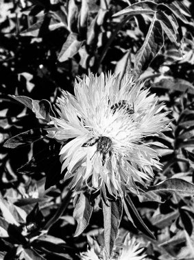 Kanatlı arı yavaşça bitkiye uçar, çiçekten özel arı kovanına bal için nektar toplar, güzel çiçeklerden oluşan bal tokası, arıların bacaklarında sarı polen, tatlı bal nektarı.