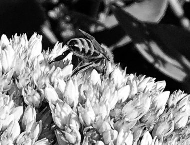 Kanatlı arı yavaşça bitkiye uçar, çiçekten özel arı kovanına bal için nektar toplar, güzel çiçeklerden oluşan bal tokası, arıların bacaklarında sarı polen, tatlı bal nektarı.