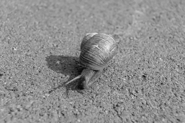 Caracol Grande Jardim Com Casca Rastejando Estrada Molhada Pressa Para — Fotografia de Stock