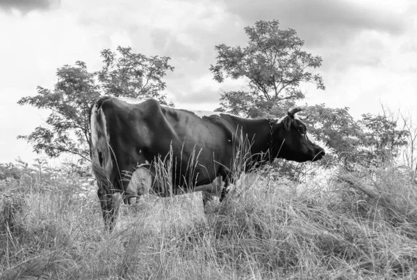 Photography Theme Beautiful Big Milk Cow Grazes Green Meadow Blue — Stock Fotó