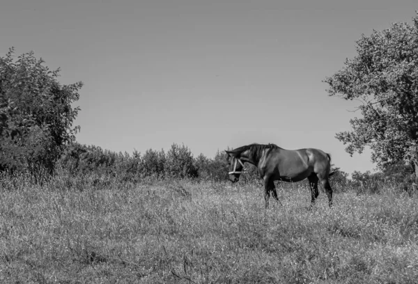 Beautiful Wild Brown Horse Stallion Summer Flower Meadow Equine Eating — Fotografia de Stock