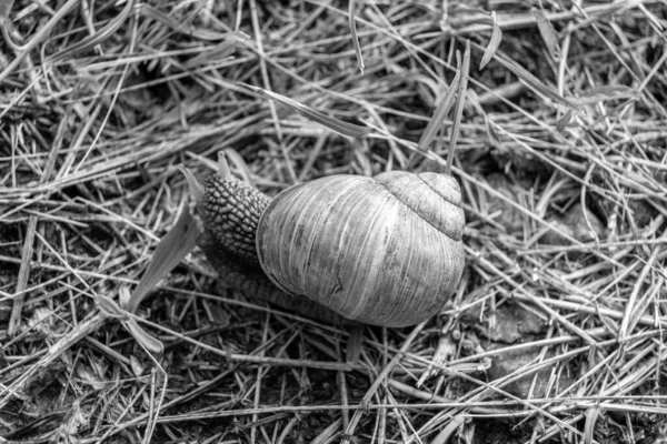 Caracol Jardín Grande Concha Arrastrándose Camino Húmedo Prisa Casa Caracol —  Fotos de Stock