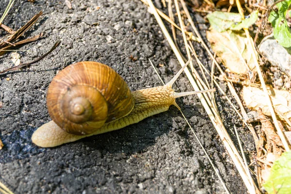 Grande Chiocciola Giardino Guscio Strisciando Sulla Strada Bagnata Fretta Casa — Foto Stock