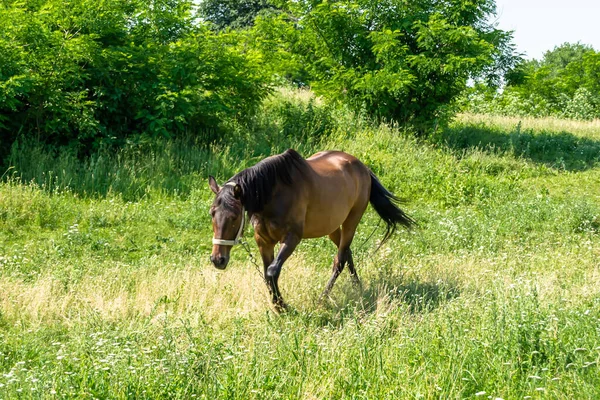 美丽的野马在夏天的花草甸上 马食青草 马的种马 头像很长 站立着 外面的马 外面的马 大马驹 — 图库照片