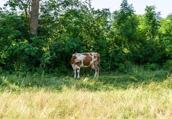 Фотография Тему Красивой Большой Молочной Коровы Пасется Зеленом Лугу Голубым — стоковое фото