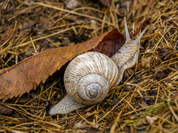 Gros Escargot Jardin Coquille Rampant Sur Route Humide Hâte Maison — Photo