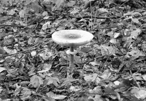 葉を背景に森の中で大規模な美しい毒キノコをテーマにした写真 森の屋外への天然毒キノコで構成された写真 大きな森の近くで毒キノコ — ストック写真