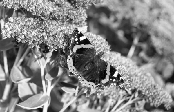 Photographie Thème Beau Papillon Noir Monarque Sur Fleur Prairie Photo — Photo