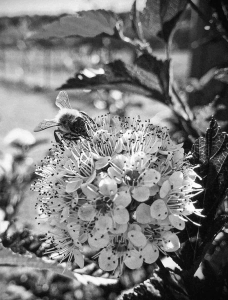 Gevleugelde Bij Vliegt Langzaam Naar Plant Verzamel Nectar Voor Honing — Stockfoto