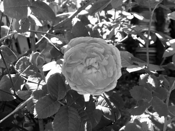 Nez Fleurs Sauvages Rose Épineuse Floraison Dans Jardin Avec Des — Photo