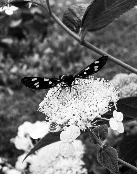 Fotografia Tematu Piękny Czarny Monarcha Motyli Łące Kwiat Zdjęcie Składające — Zdjęcie stockowe
