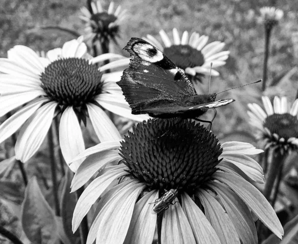 Fényképezés Téma Gyönyörű Fekete Pillangó Császár Rét Virág Fénykép Álló — Stock Fotó