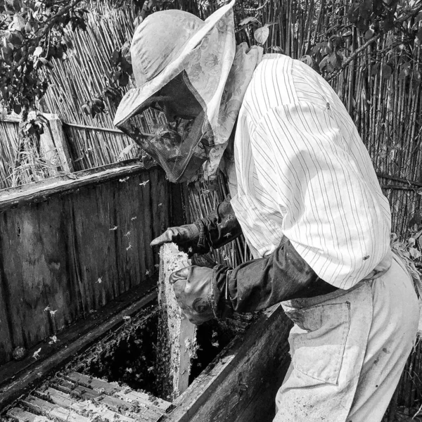 Abeja Alada Vuela Lentamente Apicultor Recoger Néctar Colmenar Privado Flores —  Fotos de Stock