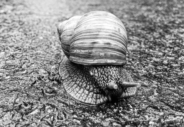 Big Garden Snail Shell Crawling Wet Road Hurry Home Snail — Zdjęcie stockowe