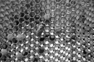 Altın nektarla dolu altıgen bal peteklerinden arı damlayan bal damlası, bal peteği yaz kompozisyonu doğal bal damlası, balmumu çerçeve arısına damlayan bal damlası, bal peteğine damlayan bal damlası