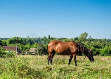 Yazlık çiçek çayırında güzel kahverengi at, yeşil çimen yiyen at. Uzun yeleli at aygırı ayakta duruyor. Atlı aygır açık havada, büyük at atları.