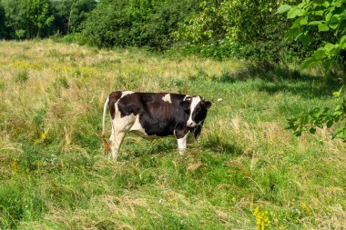 Tema üzerine fotoğraf. Güzel, büyük süt ineği mavi gökyüzünün altında yeşil çayırda otluyor. Uzun kuyruklu süt ineğinden oluşan fotoğraf çayırda saman yiyor. Lezzetli beyaz sıvı için otlaktaki süt ineği.