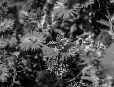 Fotoğraf temalı güzel bir siyah kelebek kralının çayır çiçeğinin üzerindeki fotoğrafı çayırdaki çiçeklerin içindeki kelebek kralın parlak kanatlarını sallaması, yaşlı kelebek kralın çayır çiçeğine olan bedeni.