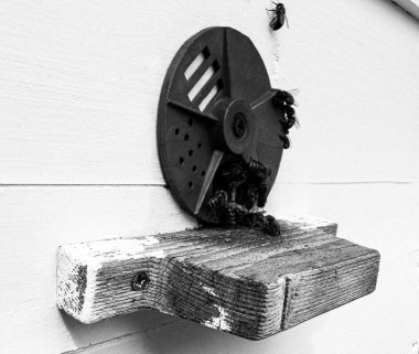 Kanatlı arı yavaşça uçar ve canlı çiçeklerden özel arı kovanına nektar toplar. Arı kovanından, arı kovanından, arı bacağındaki çiçek tozundan, arılara yakın planda arı kovanından oluşan arı kovanından.