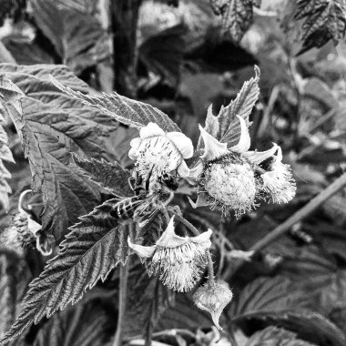 Kanatlı arı yavaşça bitkiye uçar, çiçekten özel arı kovanına bal için nektar toplar, güzel çiçeklerden oluşan bal tokası, arıların bacaklarında sarı polen, tatlı bal nektarı.