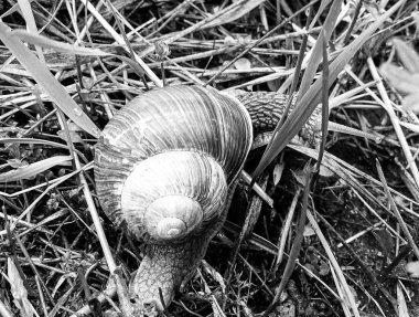 Islak yolda sürünen kabuklu büyük bahçe salyangozu çabuk eve gel, salyangoz Helix, vücudu korumak için sarmalanmış lezzetli yiyeceklerden oluşur, balçık kabuklu doğal hayvan salyangozu, besleyici krema yapar.