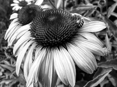 Kanatlı arı yavaşça bitkiye uçar, çiçekten özel arı kovanına bal için nektar toplar, güzel çiçeklerden oluşan bal tokası, arıların bacaklarında sarı polen, tatlı bal nektarı.