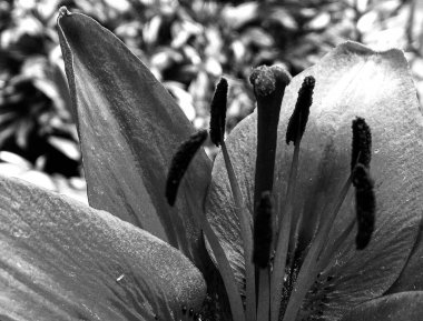 Çiçekler bahçeye kapanıyor doğal yapraklarla çiçek açıyor, güzel kır çiçekleri kapalı kırsal bahçeye çiçek açıyor, kır çiçekleri bahçeye çiçek açıyor.